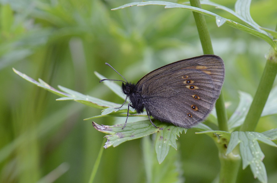 Erebia albergana (Nymphalidae Satyrinae)